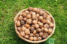 膽結(jié)石能吃核桃嗎？吃核桃能治膽結(jié)石嗎？