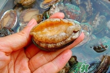 鮑魚吃多了會(huì)上火嗎？鮑魚吃多了會(huì)怎么樣嗎？