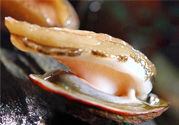 男人吃鮑魚能補(bǔ)腎嗎？腎虛能吃鮑魚嗎？