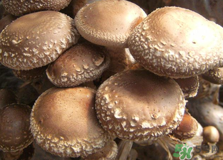 吃香菇有什么好處？吃香菇有什么壞處？