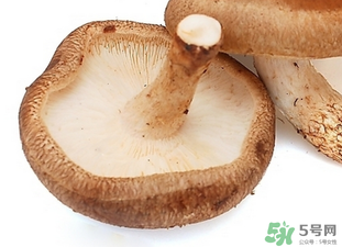 香菇根能吃嗎？香菇的根可以吃嗎？
