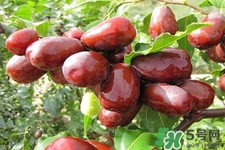 吃紅棗不能補(bǔ)血嗎？紅棗亂吃不但不能補(bǔ)血