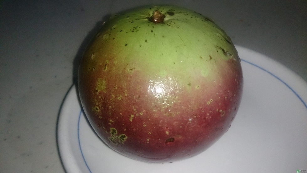 牛奶果怎么吃？牛奶果的功效與作用