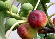 新鮮無(wú)花果下奶嗎?無(wú)花果可以催奶嗎?