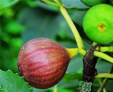 新鮮無(wú)花果下奶嗎?無(wú)花果可以催奶嗎?