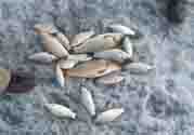 立冬釣魚如何防止小魚鬧窩？立冬前后怎樣釣魚？