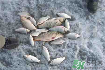 立冬釣魚如何防止小魚鬧窩?立冬前后怎樣釣魚? 立冬釣魚如何防止小魚鬧窩?立冬前后怎樣釣魚?