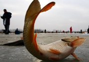 冬天釣魚用什么餌料？冬天釣魚用什么小藥？