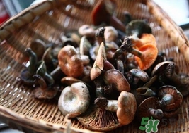 松乳菇的營養(yǎng)價(jià)值 松乳菇的功效
