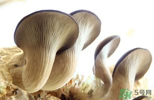 平菇不能和什么一起吃？平菇不能與什么同食？