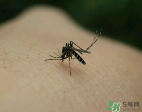 冬天有蚊子嗎？為什么冬天還有蚊子？