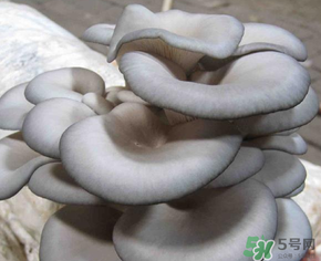 平菇可以放冰箱嗎？平菇在冰箱可以放幾天？