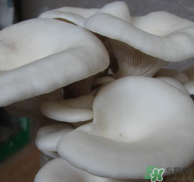 平菇可以放冰箱嗎？平菇在冰箱可以放幾天？