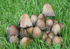 草菇不能和什么一起吃？草菇和什么相克？
