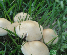 草菇不能和什么一起吃？草菇和什么相克？