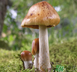 蘑菇可以放冰箱嗎？蘑菇放冰箱長(zhǎng)毛了能吃嘛？