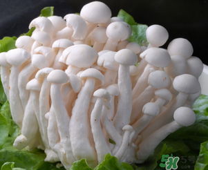 白玉菇孕婦能吃嗎？孕婦可以吃白玉菇嗎？