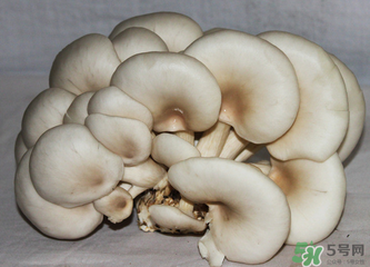 平菇怎么保存？平菇能放幾天？