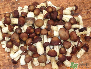 草菇可以放冰箱嗎？草菇放冰箱還能吃嗎？