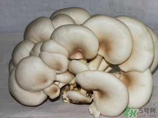 吃平菇有什么好處？平菇怎么做好吃？