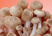 草菇可以放冰箱嗎？草菇放冰箱還能吃嗎？
