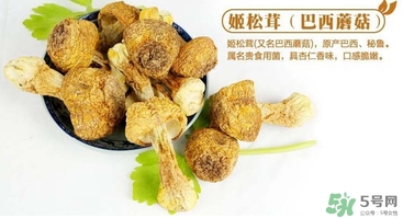 巴西蘑菇怎么吃？巴西蘑菇的作用與功效