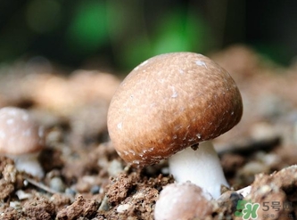 巴西蘑菇怎么吃？巴西蘑菇的作用與功效
