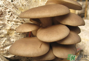 吃平菇會中毒嗎？平菇吃了會中毒嗎？
