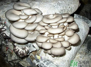 平菇是什么樣子？平菇是怎么長出來的？