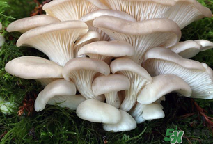 坐月子能吃平菇嗎？坐月子能不能吃平菇？