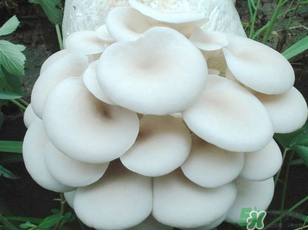 坐月子能吃平菇嗎？坐月子能不能吃平菇？