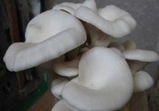 坐月子能吃平菇嗎？坐月子能不能吃平菇？