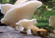 孕婦可以吃平菇嗎？孕婦吃平菇有什么好處？