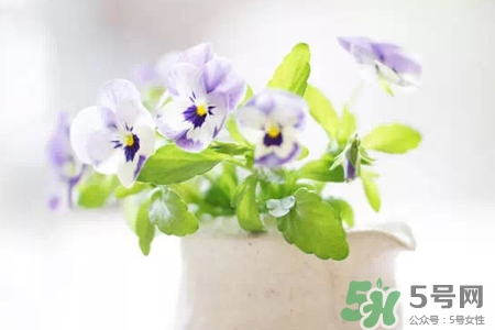 冬天陽臺種什么植物好？冬天種什么植物好養(yǎng)活？