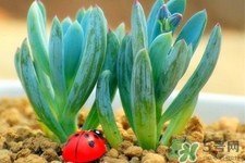 冬天陽臺種什么植物好？冬天種什么植物好養(yǎng)活？