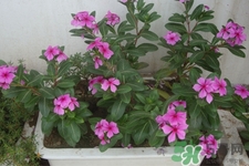 冬天陽臺種什么植物好？冬天種什么植物好養(yǎng)活？