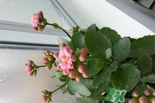 冬天陽臺種什么植物好？冬天種什么植物好養(yǎng)活？