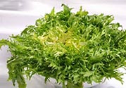 苦菊可以減肥嗎？苦菊怎么吃可以減肥？