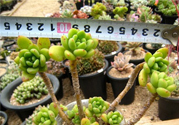 冬天陽(yáng)臺(tái)種什么植物好？冬天種什么植物好養(yǎng)活？