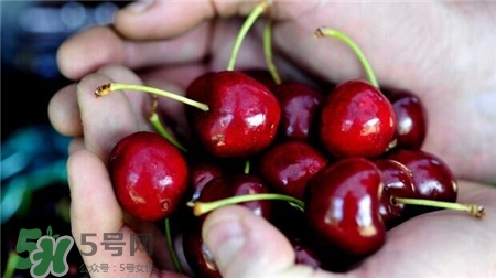 車?yán)遄拥臓I養(yǎng)價(jià)值 車?yán)遄拥墓πc作用