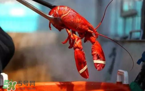 冬天有小龍蝦嗎？冬天吃小龍蝦好嗎？