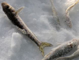 冬天怎么釣魚(yú)？冬天怎么釣鯽魚(yú)？