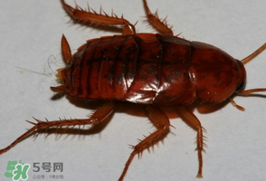 冬天有蟑螂嗎？蟑螂冬天還有嗎？