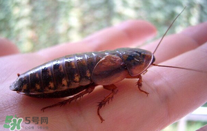 冬天有蟑螂嗎？蟑螂冬天還有嗎？