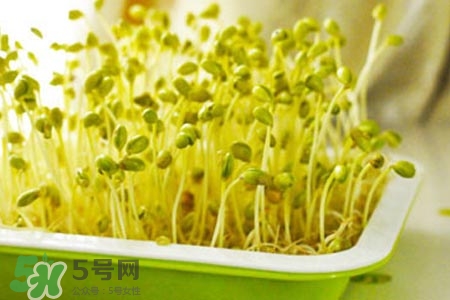 冬天可以發(fā)豆芽嗎？冬天怎樣發(fā)黃豆芽？