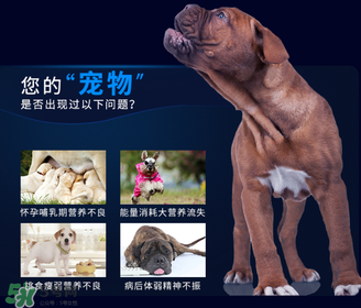 狗狗營養(yǎng)膏一天吃幾次？狗狗營養(yǎng)膏一天喂多少？