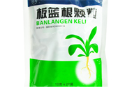 冬天喝板藍根好嗎？板藍根的功效與作用