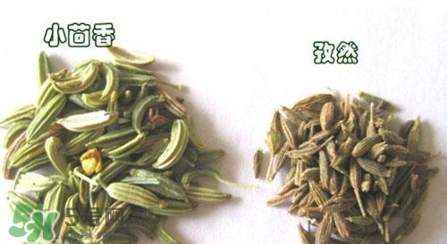 小茴香是孜然嗎？小茴香和孜然的區(qū)別