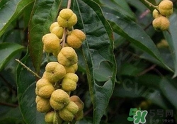 巴豆可以治療便秘嗎？便秘可以吃巴豆嗎？