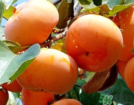 一天可以吃幾個(gè)柿子？柿子每天可以吃幾個(gè)？